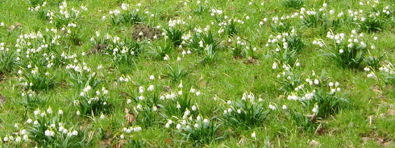 Märzenbecherblüte im Polenztal