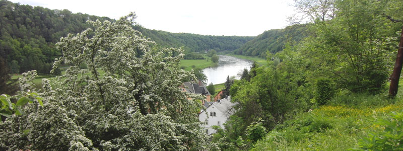 Frühling im Elbtal - Wehlen